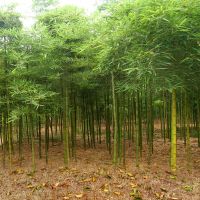 主播背景布墙纸装饰背景布快手拍视频外景新款竹林背景布|615 2米宽*1.5米横幅