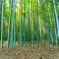 主播背景布墙纸装饰背景布快手拍视频外景新款竹林背景布|617 2米宽*2米(需要拼接)