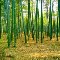 主播背景布墙纸装饰背景布快手拍视频外景新款竹林背景布|618 2米宽*2米(需要拼接)