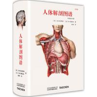 人体解剖图谱 中文版 真人比例 人体手绘手稿艺术画册
