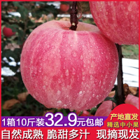 [10斤装]红苹果红富士现摘糖心脆甜新鲜水果 中小果