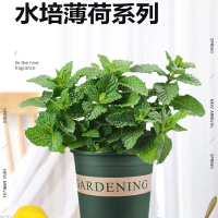 林下春雪薄荷盆栽水培薄荷叶新鲜可迷迭香植物室内绿植花卉柠檬草