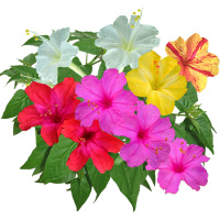 紫茉莉种子地雷花老颜花卉纯新种子包发芽可阳台庭院种易播种