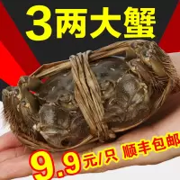 大闸蟹鲜活大螃蟹公蟹母蟹新鲜海鲜水产河蟹湖蟹顺丰非六月[三天内发货]