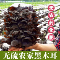 东北特级黑木耳秋木耳肉厚无根长白山椴木耳非小碗耳干货500g【三天内发货】