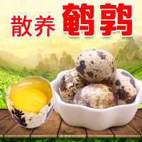鹌鹑蛋50枚新鲜生蛋农家散养天然生态宝宝辅食【三天内发货】