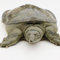 .甲鱼活鲜活食用2斤规格水鱼鲜活淡水生态养殖青黑土老鳖【三天内发货】