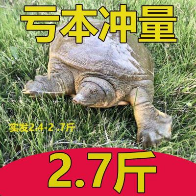 大甲鱼生态鳖中华鳖水鱼团鱼滋补【三天内发货】