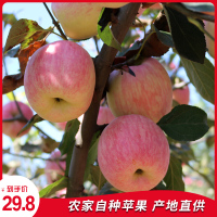 农家自种嘎啦苹果丑苹果新鲜应季孕妇水果10斤装[三天内发货]