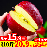 [现摘现]甘肃天水花牛苹果水果带箱10斤新鲜当季红蛇果平果 2500g 65mm(含)-70mm(不含)[三天内发货]