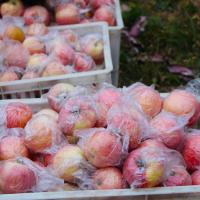 丑苹果新鲜脆甜10斤装整箱山西红富士5应季孕妇水果非冰糖心 2斤 65mm（含）-70mm(不含)【三天内发货】