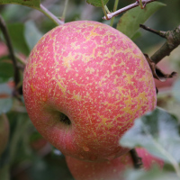 云南昭通丑苹果冰糖心10斤果园现摘脆甜苹果新鲜水果红富士10斤