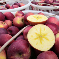 云南昭通冰糖心丑苹果当季水果新鲜10斤野生盐源红富士整箱 9斤 65mm（含）-70mm(不含)【三天内发货】