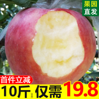 现季红富士苹果水果新鲜带一整箱10斤批当季冰糖心丑苹果应季萍果[三天内发货]
