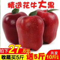 甘肃天水花牛苹果水果吃的水果新鲜当季带箱10斤宝宝粉面蛇果 4500g 80mm(含)-85mm(不含)[三天内发货]