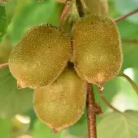 加量30个装 陕西徐香绿心猕猴桃 新鲜当季水果奇异果应季陕西周至绿心猕猴桃新鲜水果整箱孕妇应季