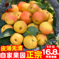 [自家果园]鞍山南果梨 正宗东北鞍山特产南果梨5斤装新鲜中大果 2500g 小果[三天内发货]