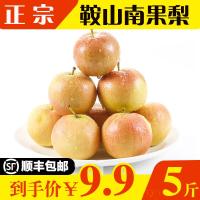 南果梨 新鲜现摘东北特产正宗南国梨鞍山海城水果梨5斤装顺丰[三天内发货]