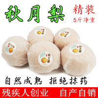 秋月冰糖梨莱阳蜜梨新鲜水果5斤非丰水砀山酥软山东特产香甜【三天内发货】