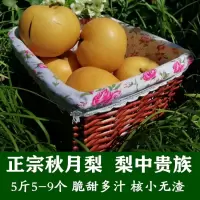 莱阳秋月梨现季新鲜水果梨子5斤 非南果梨[三天内发货]