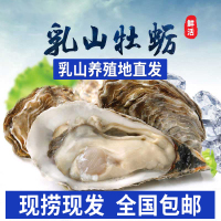 [活鲜]乳山牡蛎鲜活生蚝5斤新鲜带壳海蛎子正宗海鲜水产