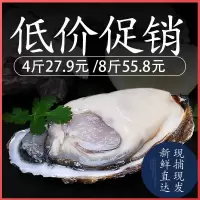 五斤装海鲜乳山生蚝鲜活特大带壳牡蛎新鲜海蛎子蒜蓉生蚝肉