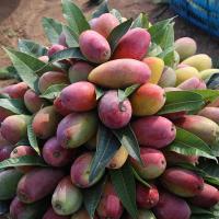 海南贵妃芒果9斤中大果树上熟热带当季新鲜水果七彩芒非小台农。【三天内发货】