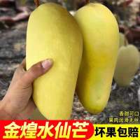 海南芒果新鲜小台农金煌水仙芒青芒果水果带箱10斤非大贵妃特大【三天内发货】