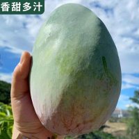 广西攀枝花凯特芒果青芒新鲜整箱金10斤金煌忙果非百色一级特大[三天内发货]