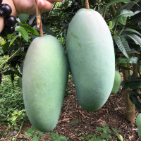 芒果新鲜 大青芒特大金煌应季水果大芒果带箱10斤超大青芒果【三天内发货】