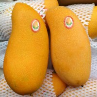 [10斤实惠装]广西芒果带箱整新鲜水果应季当一级三亚芒果特大青芒水仙