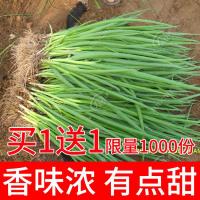 四季小葱种子苗小香葱种籽阳台盆栽葱苗蔬菜孑种头分葱葱红葱头干 青丰四季小葱5g/袋(