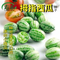 下半年蔬菜种子种籽香菜韭菜四季阳台各种盆栽菜籽种大全孑菜莱 姜黄色拇指西瓜20粒