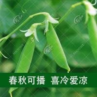 荷兰豆种籽种子豌豆苗豆角四季甜蔬菜豌豆种籽孑散装菜籽尖碗豆 豌豆种子50克散装