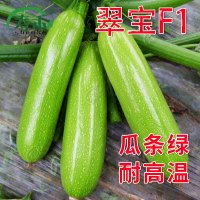 翠绿西葫芦种子苗高产阳台四季盆栽西胡芦种籽蔬菜春季蔬莱孑瓜 翠宝F1[更耐热]20粒(买1送1