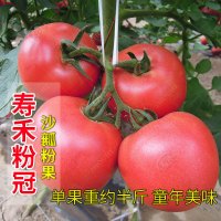 四季小番茄种子苗 千禧圣女果樱桃西红柿盆栽蔬菜种籽水果孑 果苗 寿禾粉冠粉果大番茄苗6棵