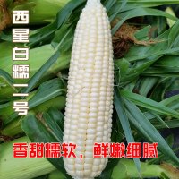 超甜种籽 甜玉米种子子 黑糯粘黏香紫彩糯红黑四季白孑 西星白糯二号100g原装甜糯玉米