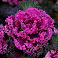 日本羽衣甘蓝蔬菜种子苗食用蔬菜种籽阳台孑四季盆栽雨衣语衣甘篮 日本红鸥种子20粒简装