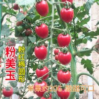 四季小番茄种子苗 千禧圣女果樱桃西红柿盆栽蔬菜种籽水果孑 果苗 粉美玉粉圣女果种子20粒分装