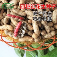 新鲜四粒红花生种子早熟抗倒伏 黑花生带壳散装鲁寿花生米种籽孑