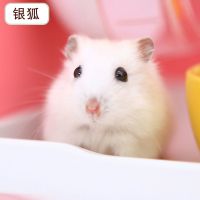 宠物一只仓鼠宝宝包活真的宝宝金丝熊宠物用品笼子食粮食