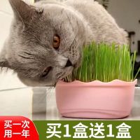 猫草种植套装种子去毛球化毛水培种籽猫薄荷草盆栽猫咪用品猫零食