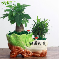 欣逸轩 金钱树财树组合盆栽 办公室室内盆栽组合套装 桌面绿植盆栽花卉 荷花竹 万重山
