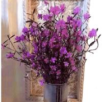 欣逸轩 神奇杜鹃花 遇水开花10枝/20枝/30枝 40枝 桌面装饰花卉