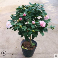 香茶花盆栽茶花树苗烈香香妃茶花四季阳台盆栽茶花绿植盆栽带花苞 香妃茶花3年苗30-40厘米高 不含盆