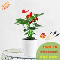 欣逸轩 懒人24款植物 办公室 室内客厅 观叶植物 花卉盆栽 绿萝 水培植物 红掌 带盆栽好发货