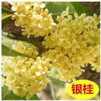 四季桂花树苗金桂嫁接盆栽浓香型观花植物花卉室内外带花地载庭院