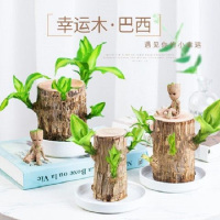 水养植物小盆栽办公室内桌面水培绿植格鲁特净化空气四季树桩幸运木