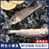 [冷链配送]不缺鱼 东海小黄鱼[净含量500g不含冰 约10-16条/30-50g每条]健康安全新鲜生鲜海鲜