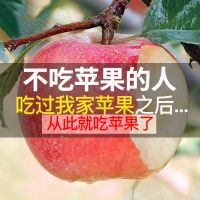 【特价10斤23.9】现摘红富士苹果山西新鲜水果脆甜爽口非冰糖心嘎啦果【三天内发货】